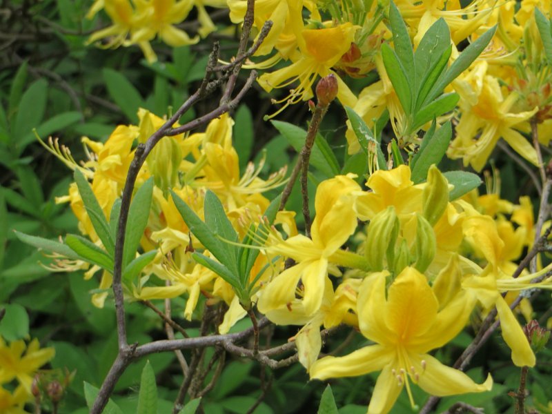 Rhododendron luteum (1)